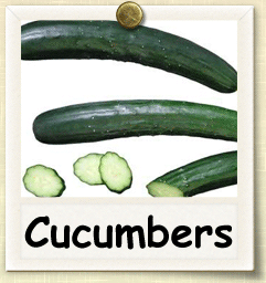 Non-Hybrid Cucumber Seed - Seeds