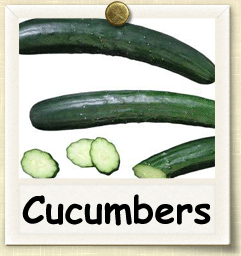 Open-Pollinated Cucumber Seed - Seeds