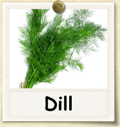 Non-Hybrid Dill Seed - Seeds of Life