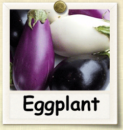 Non-Hybrid Eggplant Seed - Seeds of Life