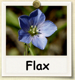Non-Hybrid Flax Seed - Seeds of Life