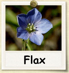 Open-Pollinated Flax Seed - Seeds of Life