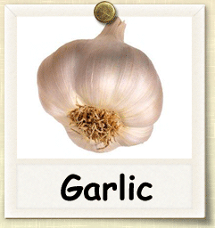 Open-Pollinated Garlic Seed - Seeds of Life