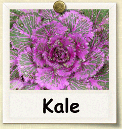 Non-Hybrid Kale Seed - Seeds of Life