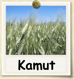 Open-Pollinated Kamut Seed - Seeds of Life