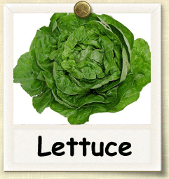 Open-Pollinated Lettuce Seed - Seeds of Life