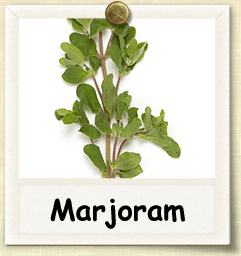 Non-Hybrid Marjoram Seed - Seeds of Life