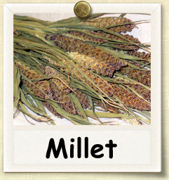 Open-Pollinated Millet Seed - Seeds of Life