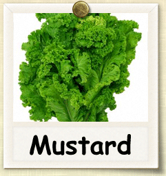 Non-Hybrid Mustard  Seed - Seeds of Life