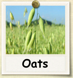 Non-Hybrid Oat Seed - Seeds of Life