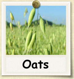 Open-Pollinated Oat Seed - Seeds of Life