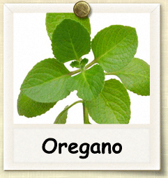Non-Hybrid Oregano Seed - Seeds of Life