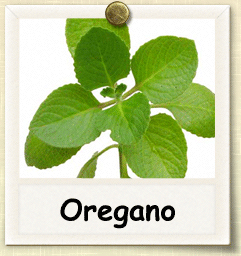 Open-Pollinated Oregano Seed - Seeds of Life