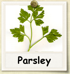 Non-Hybrid Parsley Seed - Seeds of Life
