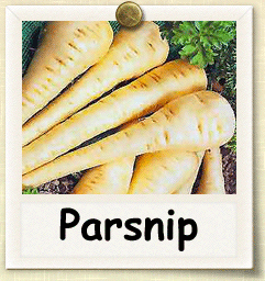 Non-Hybrid Parsnip Seed - Seeds of Life