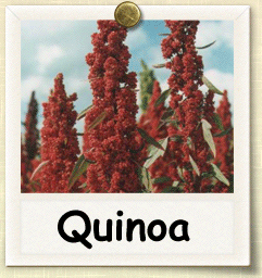 Open-Pollinated Quinoa Seed - Seeds of Life