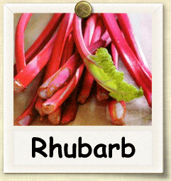 Non-Hybrid Rhubarb Seed - Seeds of Life