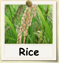 Non-Hybrid Rice Seed - Seeds of Life