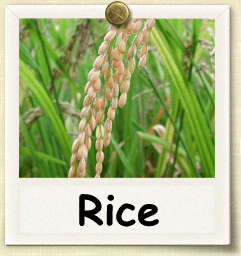 Open-Pollinated Rice Seed - Seeds of Life