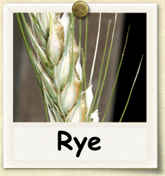 Open-Pollinated Rye Seed - Seeds of Life