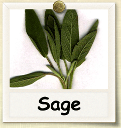 Non-Hybrid Sage Seed - Seeds of Life