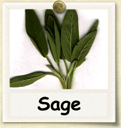 Open-Pollinated Sage Seed - Seeds of Life