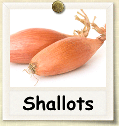 Non-Hybrid Shallot Seed - Seeds of Life