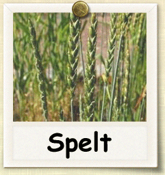 Non-Hybrid Spelt Seed - Seeds of Life