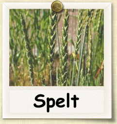 Open-Pollinated Spelt Seed - Seeds of Life