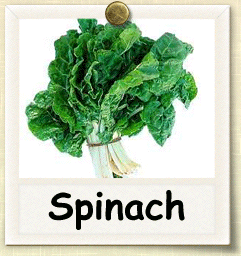 Non-Hybrid Spinach Seed - Seeds of Life