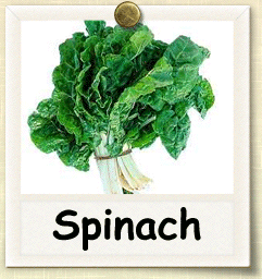 Open-Pollinated Spinach Seed - Seeds of Life