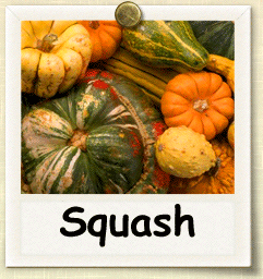 Non-Hybrid Squash Seed - Seeds of Life