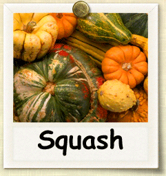 Open-Pollinated Squash Seed - Seeds of Life