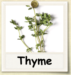 Non-Hybrid Thyme Seed - Seeds of Life