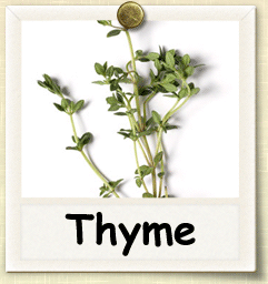 Open-Pollinated Thyme Seed - Seeds of Life