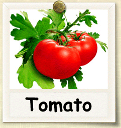 Open-Pollinated Tomato Seed - Seeds of Life