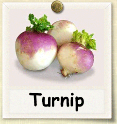 Non-Hybrid Turnip Seed - Seeds of Life