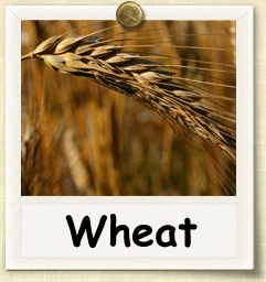 Open-Pollinated Wheat Seed - Seeds of Life