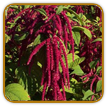 Non-Hybrid Amaranth Seed | Seeds of Life