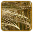 Open-Pollinated Barley Seed | Seeds of Life