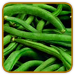 Open-Pollinated Bean Seed | Seeds of Life