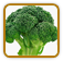 Non-Hybrid Broccoli Seed | Seeds of Life