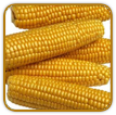Non-Hybrid Corn Seed | Seeds of Life