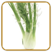 Non-Hybrid Fennel Seed | Seeds of Life
