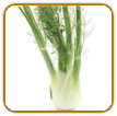 Open-Pollinated Fennel Seed | Seeds of Life