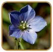 Open-Pollinated Flax Seed | Seeds of Life