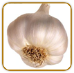 Open-Pollinated Garlic Seed | Seeds of Life