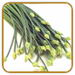 Non-Hybrid Garlic Chive Seed | Seeds of Life