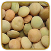 Non-Hybrid Lentil Seed | Seeds of Life