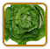 Non-Hybrid Lettuce Seed | Seeds of Life